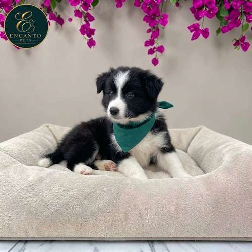 Cachorro BORDER COLLIE TRADICIONAL disponible - Imagen 3