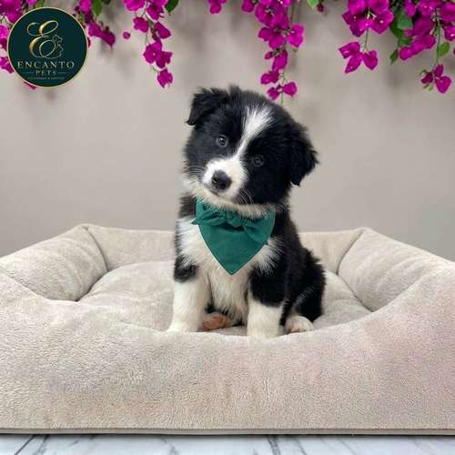 Cachorro BORDER COLLIE TRADICIONAL disponible - Imagen 2