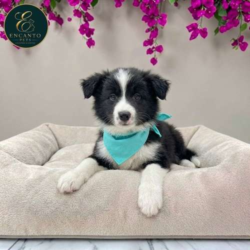 Cachorro BORDER COLLIE TRADICIONAL disponible - Imagen 10