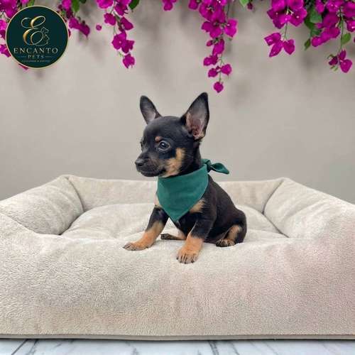Cachorro DOBERMAN MINIATURA disponible