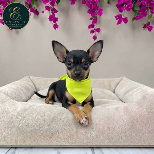 Cachorro DOBERMAN MINIATURA disponible - Imagen 2