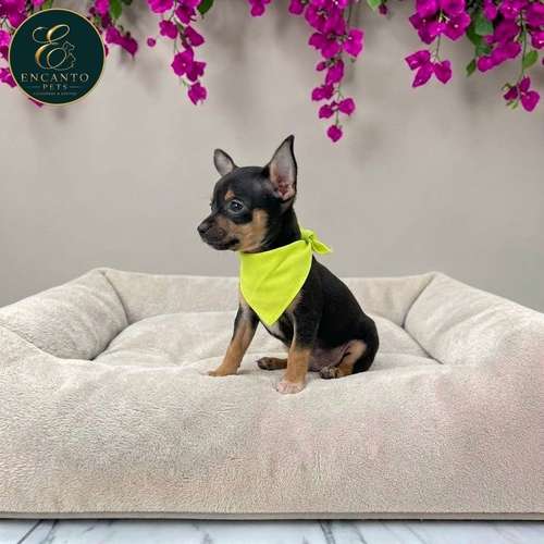 Cachorro DOBERMAN MINIATURA disponible - Imagen 3