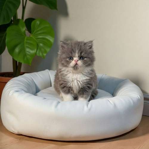 Gatito PERSA disponible