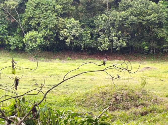 Exclusivo proyecto urbanístico en Guápiles: 54 lotes con río al fondo, vista a las montañas y fácil acceso - Imagen 6