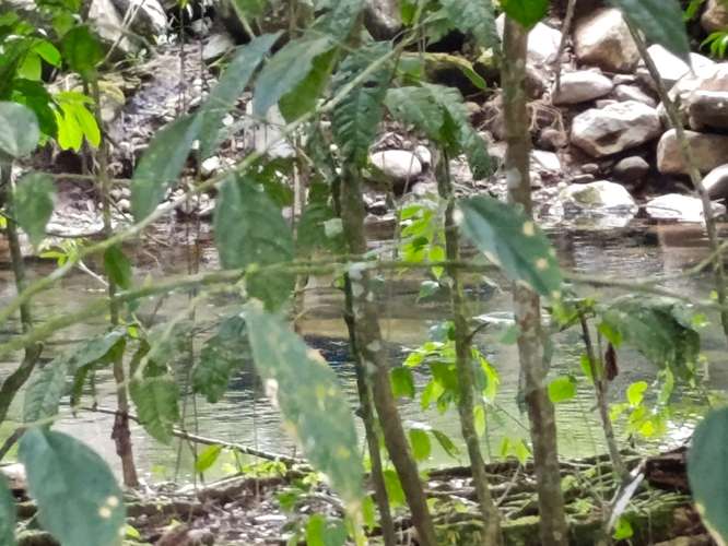 Exclusivo proyecto urbanístico en Guápiles: 54 lotes con río al fondo, vista a las montañas y fácil acceso - Imagen 9