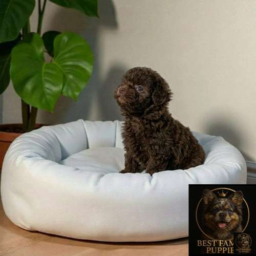Cachorro FRENCH POODLE CHOCOLATE MINIATURA disponible