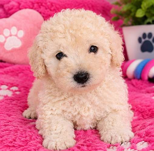 Maltipoo 