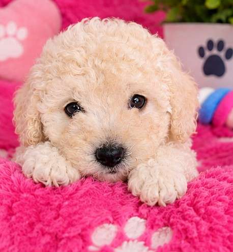 Maltipoo 