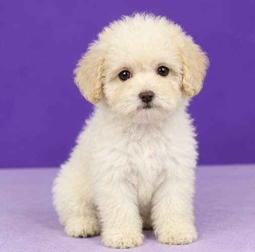 Maltipoo 