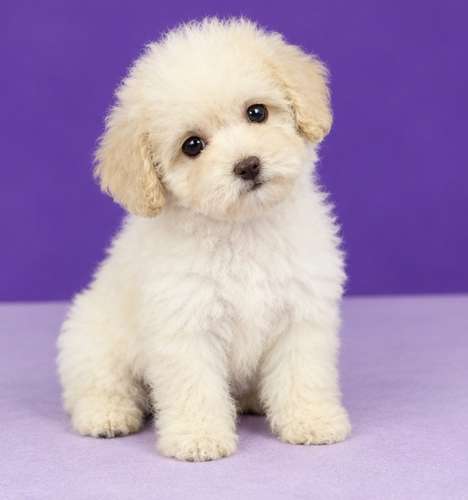 Maltipoo 