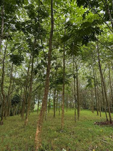 Vendo Finca Ecoresidencial Premium en Venecia de San Carlos, a 2 km del centro, todos los servicios al frente propiedad