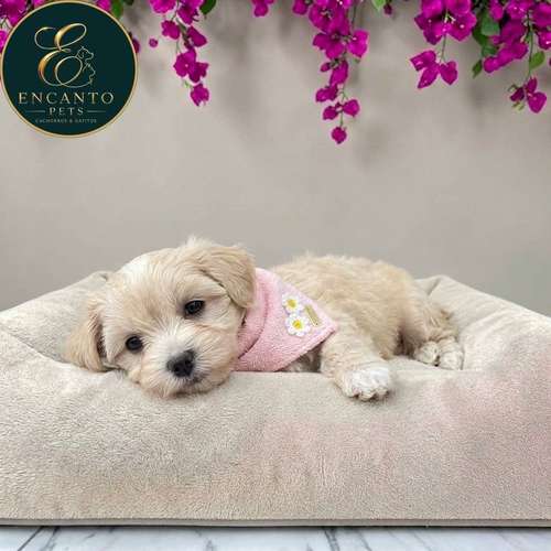 Cachorro MALTIPOO disponible - Imagen 5