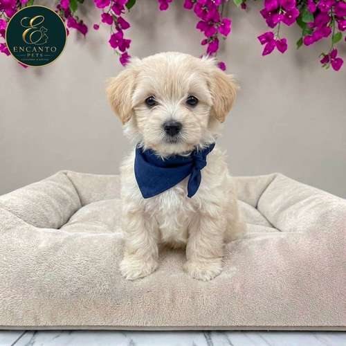 Cachorro MALTIPOO disponible - Imagen 2
