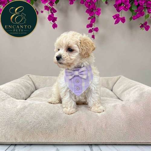 Cachorro MALTIPOO disponible
