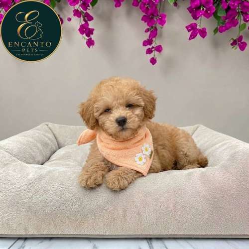 Cachorro MALTIPOO disponible - Imagen 6