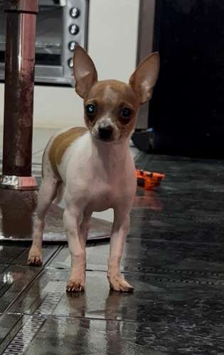 Precioso Chihuahua cabecita de venado