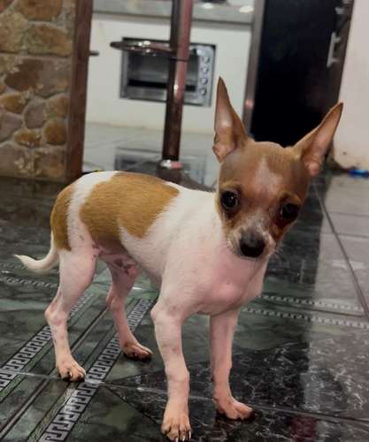 Precioso Chihuahua cabecita de venado