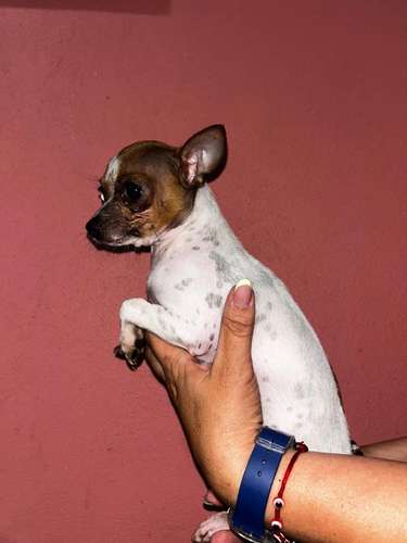 Precioso Chihuahua cabecita de venado