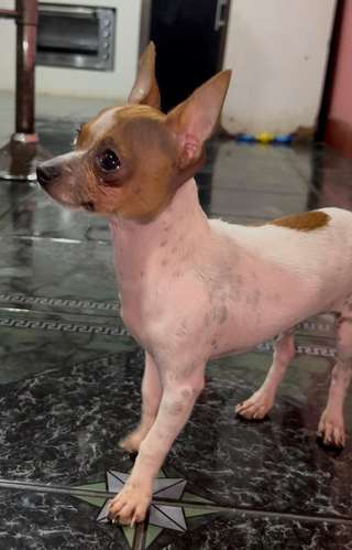 Precioso Chihuahua cabecita de venado