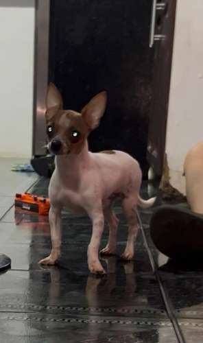 Precioso Chihuahua cabecita de venado