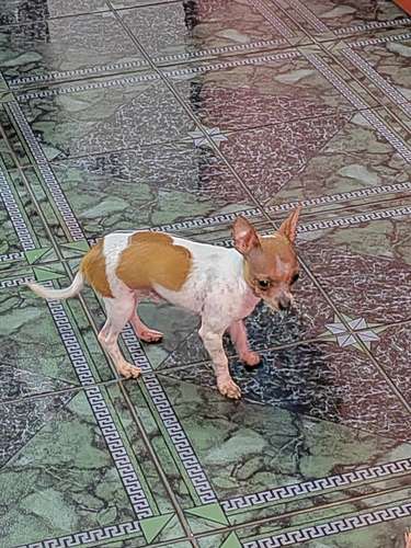 Precioso Chihuahua cabecita de venado
