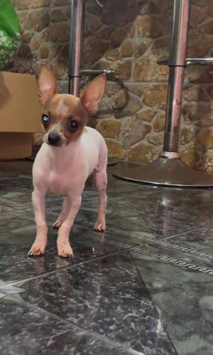 Precioso Chihuahua cabecita de venado