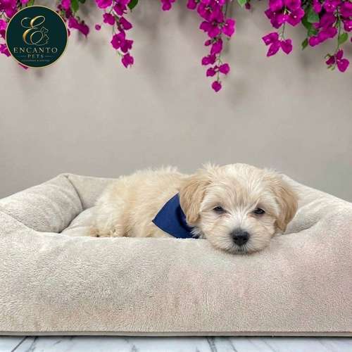 Cachorro MALTIPOO disponible