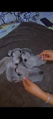 Cachorros Pug hembras y machos  - Imagen 5