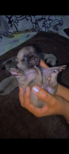 Cachorros Pug hembras y machos 