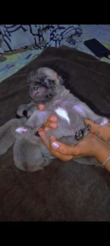 Cachorros Pug hembras y machos  - Imagen 3