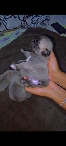 Cachorros Pug hembras y machos  - Imagen 2