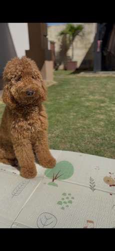 Caniche Poodle Standard 
