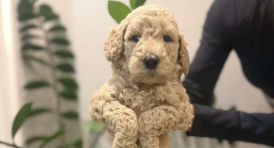 Caniche Poodle Standard 