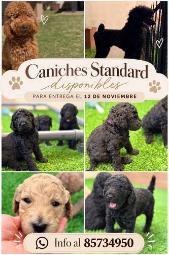 Caniche Poodle Standard 