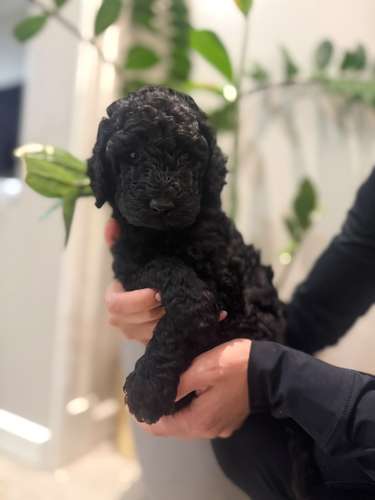 Caniche Poodle Standard 
