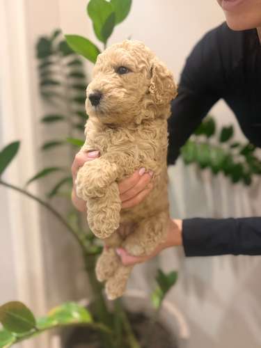Caniche Poodle Standard 