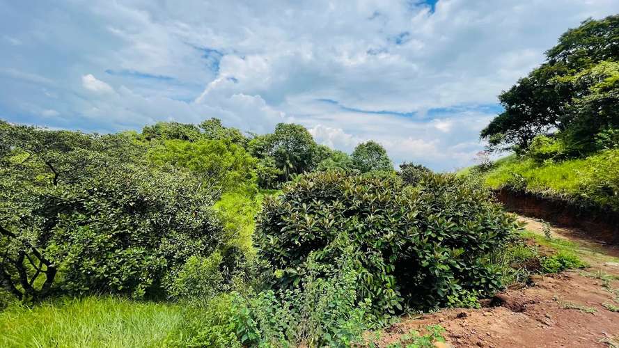 TERRENO EN VENTA EN ATENAS, PUNTARENAS - Imagen 4