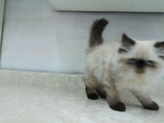 Himalaya Punto Foca (hembra)