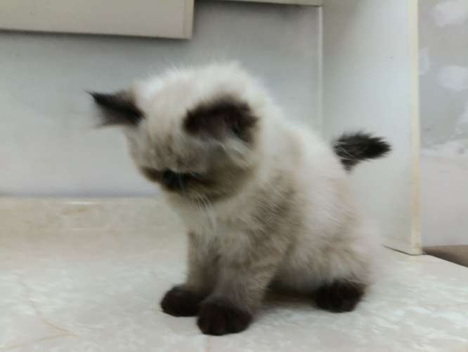 Himalaya Punto Foca (hembra)