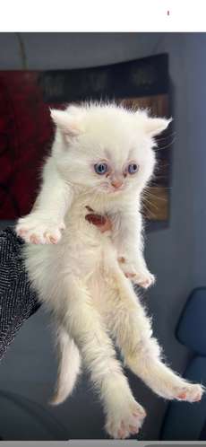 Gato persa exótico