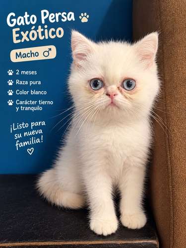 Gato persa exótico