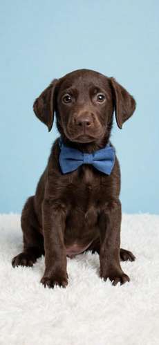Labrador retriever chocolate 100% puros padre y madre Se entregan con dos meses dos vacunas cuatro desparasitadas vacu. - Imagen 5