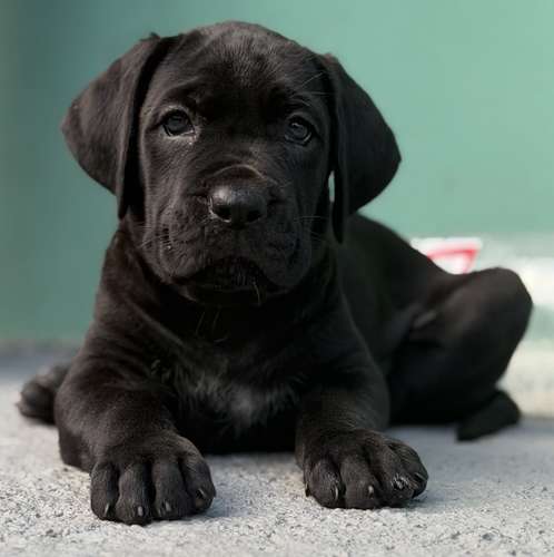 Cane Corso - Mastín Italiano - Pedigree y Vacunados