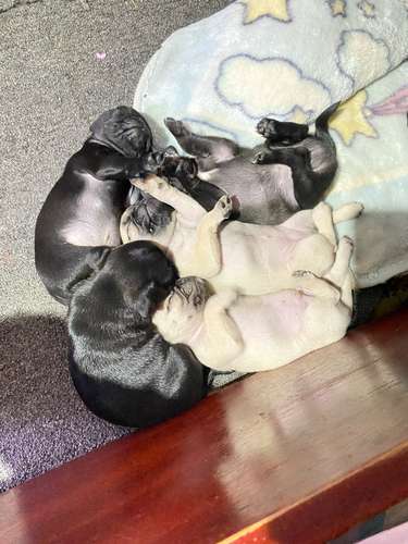 Cachorros pug  - Imagen 2