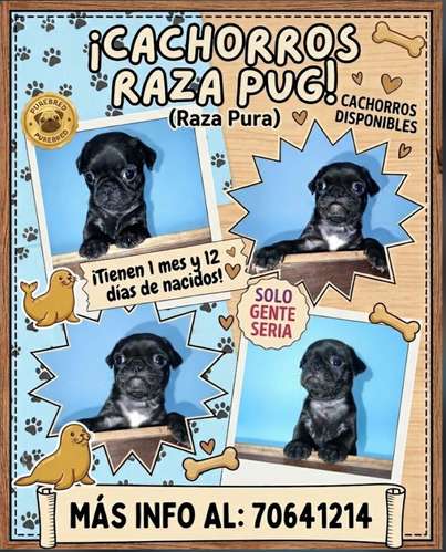 Cachorros pug 