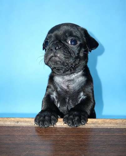 Cachorros pug  - Imagen 4