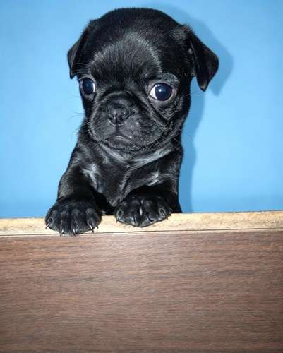 Cachorros pug  - Imagen 5