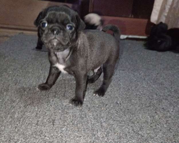 Cachorros pug  - Imagen 3