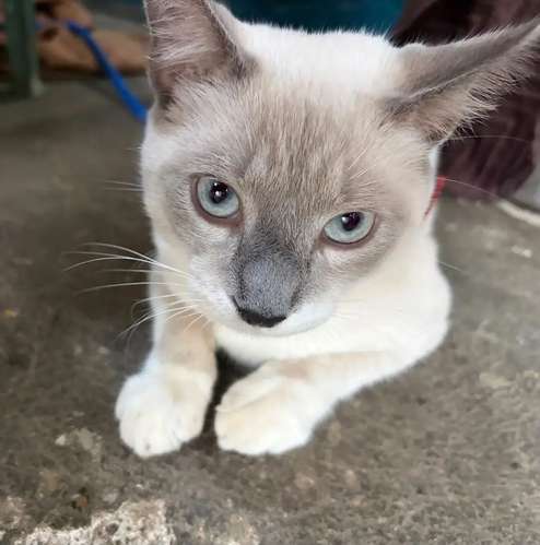 gato siamés point - Imagen 5