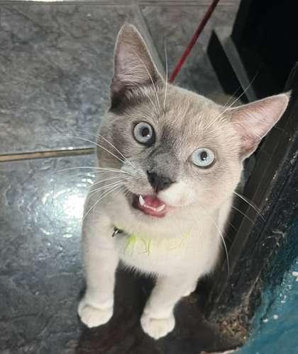 gato siamés point - Imagen 4
